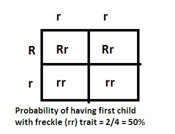 Suppose a mother carries two recessive genes for freckles (rr) and a father carries one recessive ge