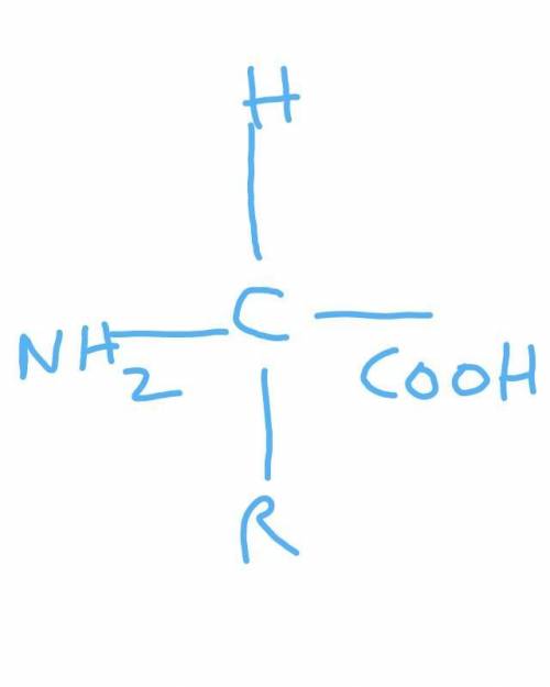 Mark as brainliest  an amino acid is made up of an amine group, an r group and a carboxyl group. a.