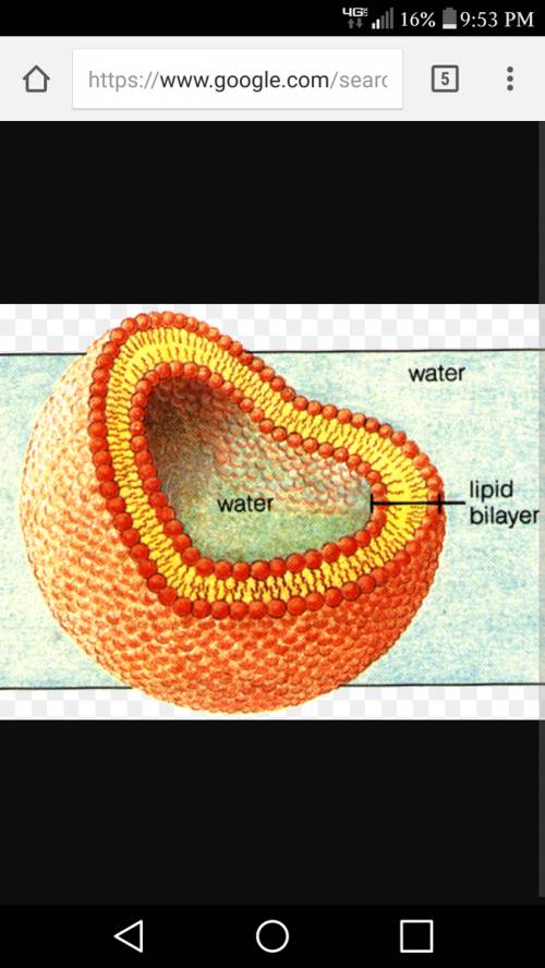 Why do phospholipids form a bilayer in water?