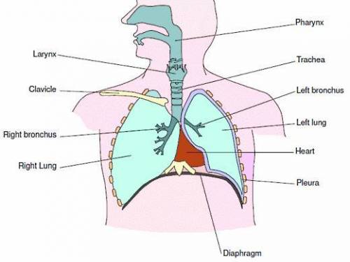 How will you describe the pathway of oxygen in breathing system?