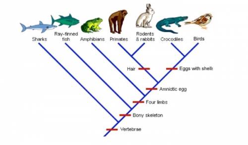According to the cladogram, which organisms are in the smallest clade with birds?  mc011-1.jpg croco