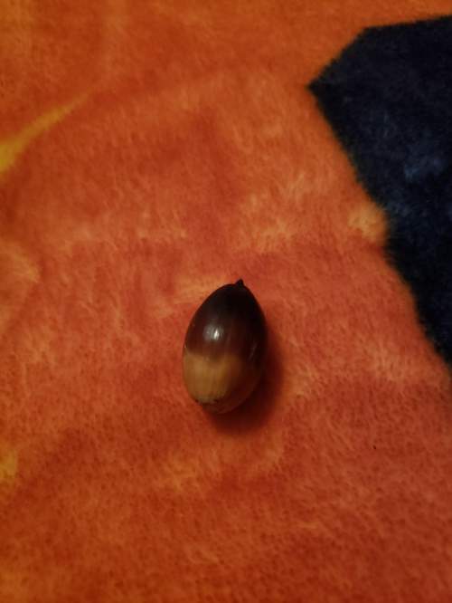 What type of nut is this ? i found it on the ground from a random tree