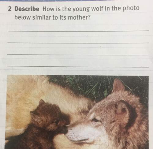 How is the young wolf in the photo similar to it’s mother