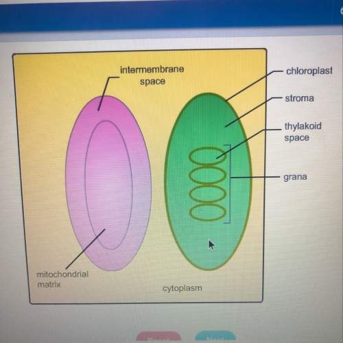 The diagram is represented of a part of a plant cell. identify the locations where proton concentrat
