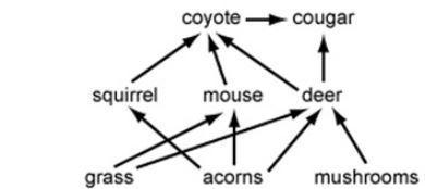 Which organism in the food web below is likely to store the least energy?