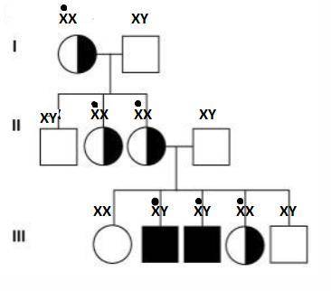 Refer to the figure showing a pedigree of a family affected by an x-linked recessive disorder. a fem