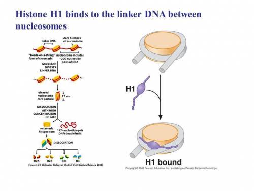 Asingle histone h1 binds to which of the following?  a single histone h1 binds to which of the follo