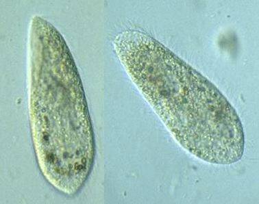 Name a difference between a volvox and paramecium?  plz