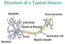 You are looking at a neuron under a microscope. you find many structures coming off the cell body. s