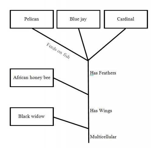 Ireally need  someone   me on making a cladogram for the following animals:   blue jay black widow a