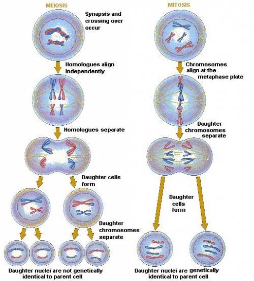 Why do cells undergoing mitosis require one set of divisions, whereas those undergoing meiosis requi