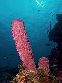 Which type of organism is the simplest?  a. sponges b. chordates c. vertebrates d. deuterostomes