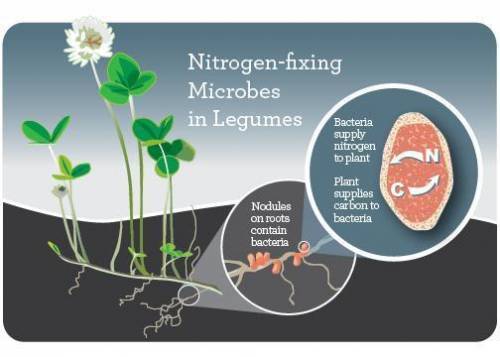 What is atmospheric nitrogen fixation and how does it affect organisms?