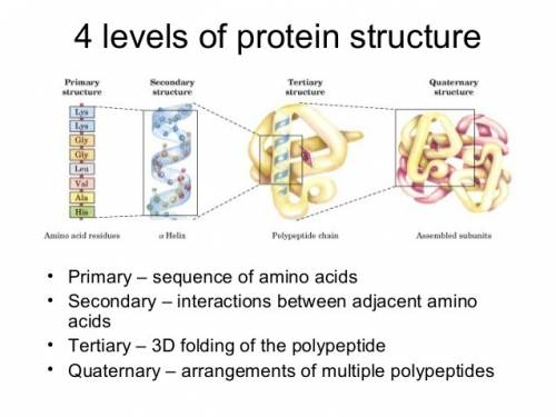 which structure of a protein is the second folding of the protein chain?  primary secondary tertiary