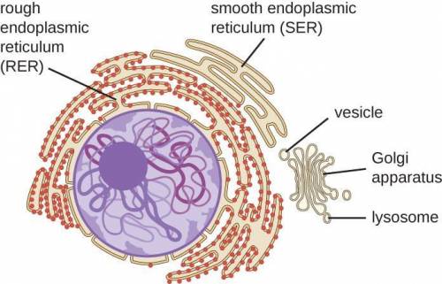 Describe how the endoplasmic reticulum mitochondria and golgi apparatus are structurally similar