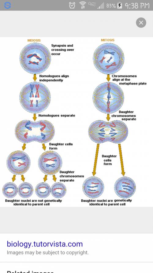 How many steps to complete mitosis and meiosis? ?