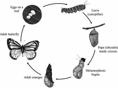 The life cycle represents the process of1 separation from parent2 asexual reproduction 3 metamorphos