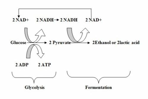 What happens during anaerobic cellular respiration?