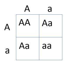 The punnett square shown presents a cross between two piranha. both parents have large teeth. accord