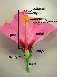 Assume that you have been given the parts of a dissected shoe flower. if you were to put these parts
