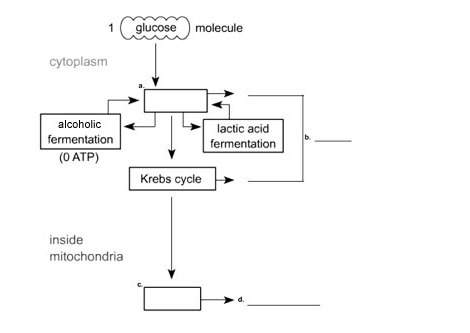 (need asap! pics included) what are the correct labels for this diagram of glucose catabolism? a