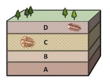 The information in the diagram best supports which hypothesis? a) the fossil in layer c is preserv