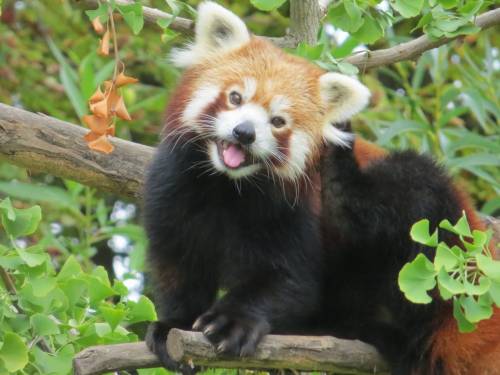 Why are red pandas going endangered?