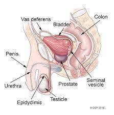 Drag each label to the correct location on the image. identify the parts of the male reproductive sy