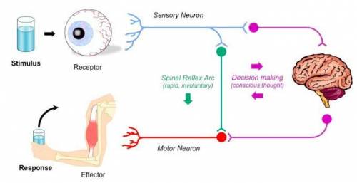 Identify the correct order used by the central and peripheral nervous systems to respond to stimuli.