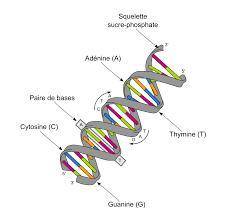 Which of the following correctly describes the structure of dna?  group of answer choices strands of