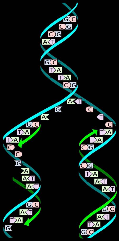 The statements below are steps of dna replication. rearrange the statements so they are in order wit