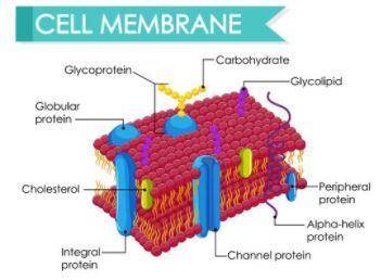 According to the fluid mosaic model of the cell membrane,  a. there are fats floating in the protein