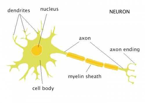 Aneuron's nucleus is located in its