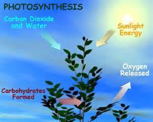 Plants grow over time by balancing two chemical reactions:  photosynthesis and cellular respiration.