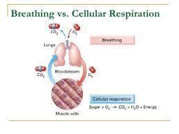 How are breathing and cellular respiration different