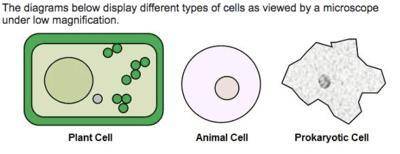 These diagrams demonstrate how cells can be differentiated by their oa. means of replication. ob. ce