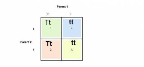 Complete this punnett square enter your answer in the space provided each square is worth 1 point. 1