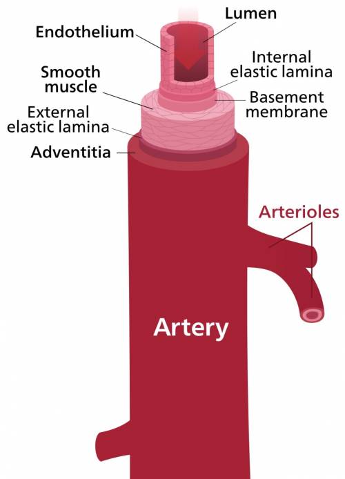 The walls of arteries include a  muscle layer.