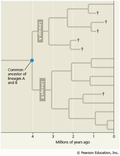 For lineage a, how many speciation and extinction events occurred from 2 million years ago to time 0