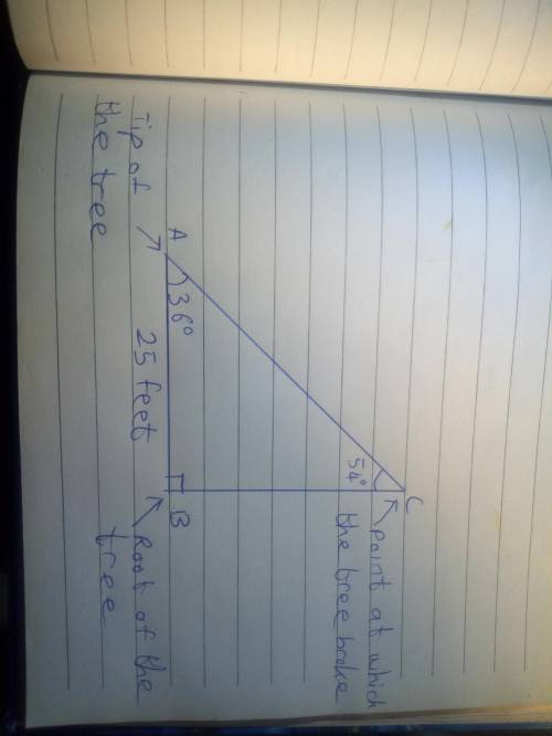 Atree struck by lightning in a storm breaks and falls over to form a triangle with the ground. the t