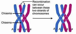 Sexual reproduction promotes genetic variation. one way variation occurs is via the production of ga
