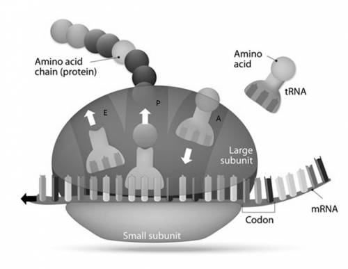 During which process is mrna converted into a sequence of amino acids for protein production?  trans