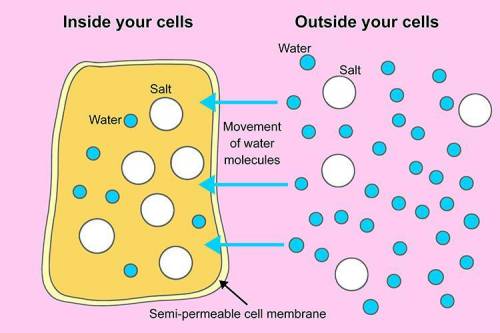 The process of  is modeled in the plant cell diagrams seen here