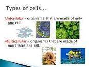 Which statement concerning a single-celled organism and a multicellular organism is correct?   1) si