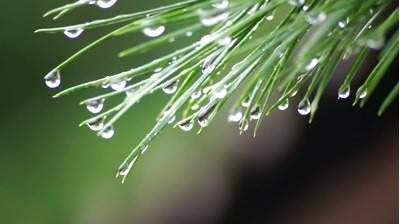 The picture shows water droplets hanging on the tips of pine needles. how do they physical propertie