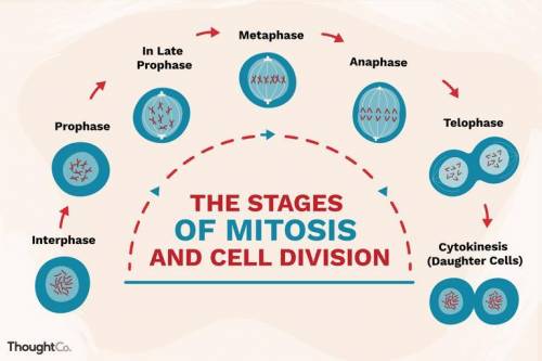 What is a picture of the phases of mitosis?