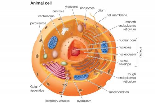 What does an animal cell look like?