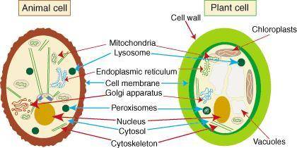 Which organelle do only animals cells and some plants have