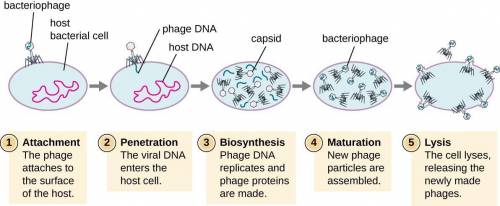 What are the steps of the lytic cycle?  2. what are the steps of the lysogenic cycle?  3. compare/co