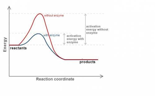 How does a catalyst increase the rate of a reaction? a) it decreases the enthalpy change of the reac
